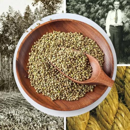 Un artículo revisa los usos antiguos y modernos del cannabis como alimento