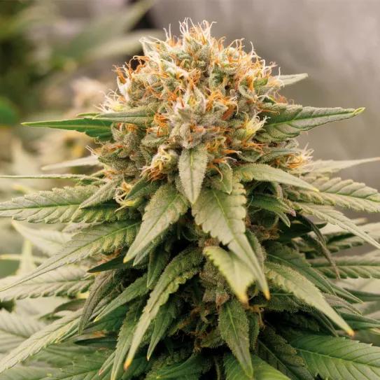 HARLEQUEEN THC FREE