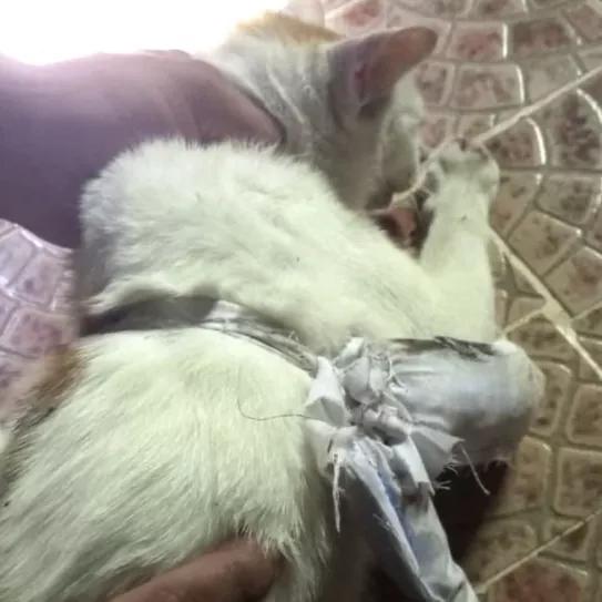 Pillan a un gato introduciendo cocaína, crack y cannabis en una cárcel panameña