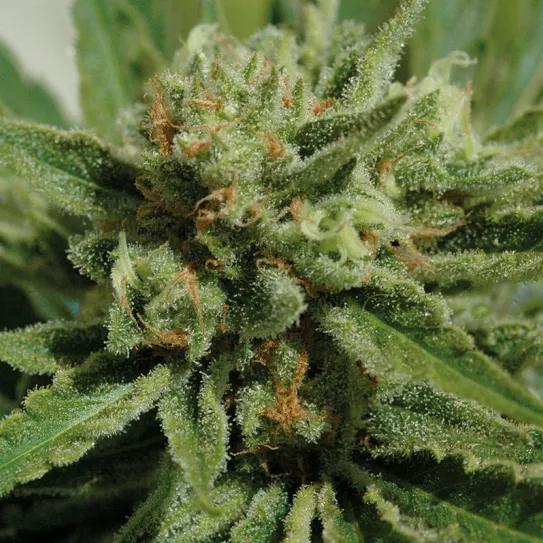  Un cogollo medicinal de calidad, listo para la cosecha.