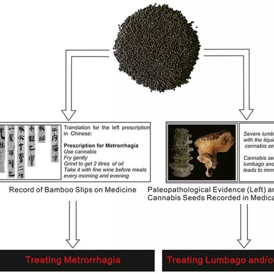 Restos arqueológicos evidencian el uso ancestral del cannabis para tratar el lumbago en China