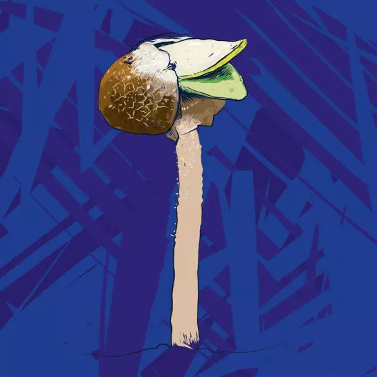 Germinación