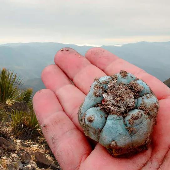 Líderes indígenas piden que no se despenalice el peyote en EE UU para protegerlo