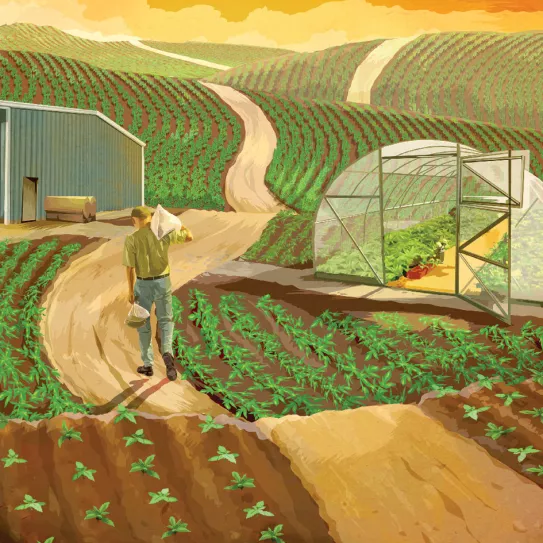 Cultivo en el suelo 