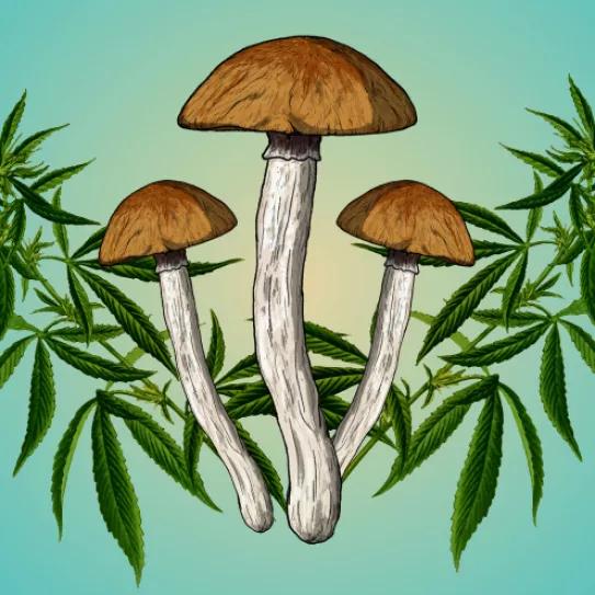 El Senado de Texas aprueba un proyecto para estudiar los beneficios de la psilocibina, la MDMA y la ketamina