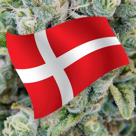 Dinamarca amplía el programa de cannabis medicinal cuatro años más