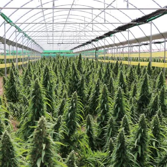 El Gobierno de Argentina presenta un proyecto para impulsar la industria del cannabis medicinal e industrial