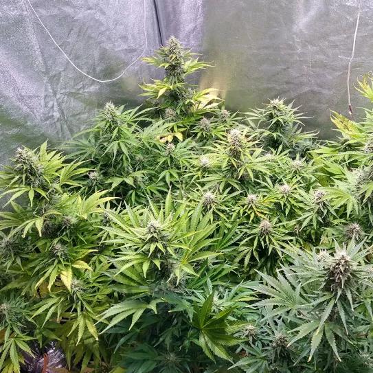 Cómo hacer fácilmente tus propios fertilizantes de floración 