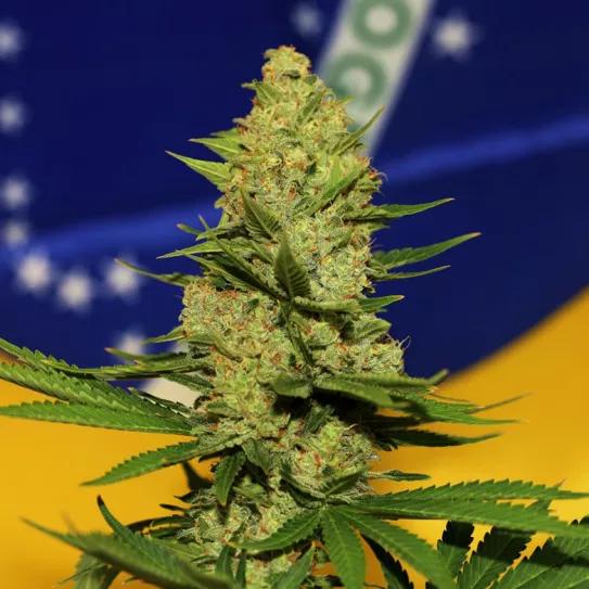 El proyecto de cultivo medicinal de cannabis en Brasil supera la primera barrera con un futuro difícil