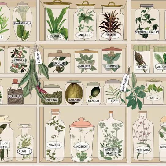 Los pueblos indígenas guardan un conocimiento medicinal sobre plantas inédito que va a perderse