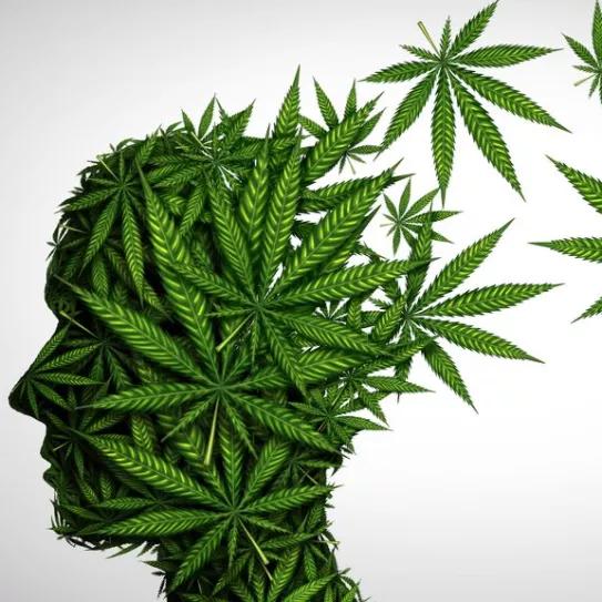 Investigadores consiguen reducir la pérdida de memoria asociada al THC en ratones 