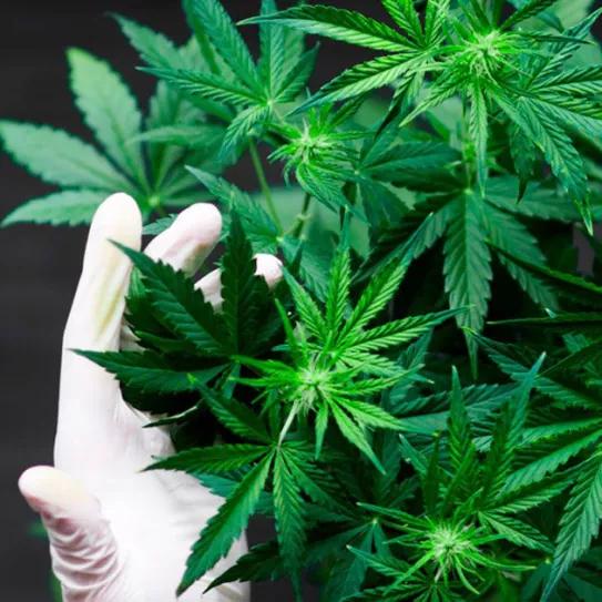 El proyecto de regulación medicinal se empieza a discutir en el Senado argentino