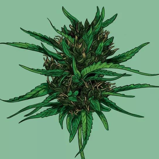 Flores de CBD