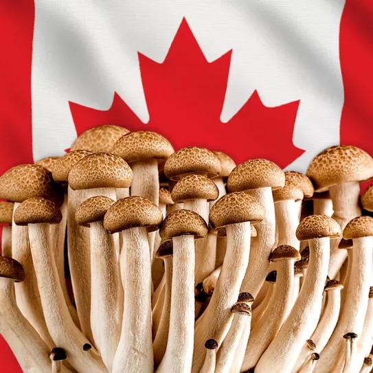 El 78% de los canadienses apoya el acceso medicinal a los hongos psilocybe para pacientes terminales 