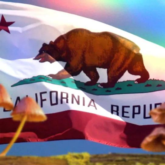 La regulación de los psicodélicos en California se paraliza para conseguir más apoyos 