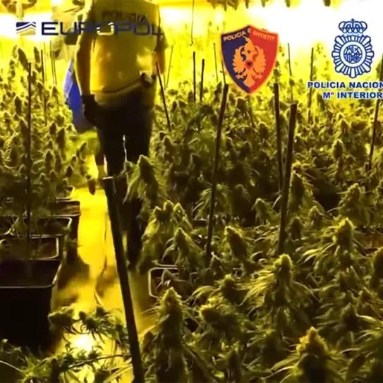 Una tonelada de hachís y más de 100 detenidos en una operación contra una mafia albanesa