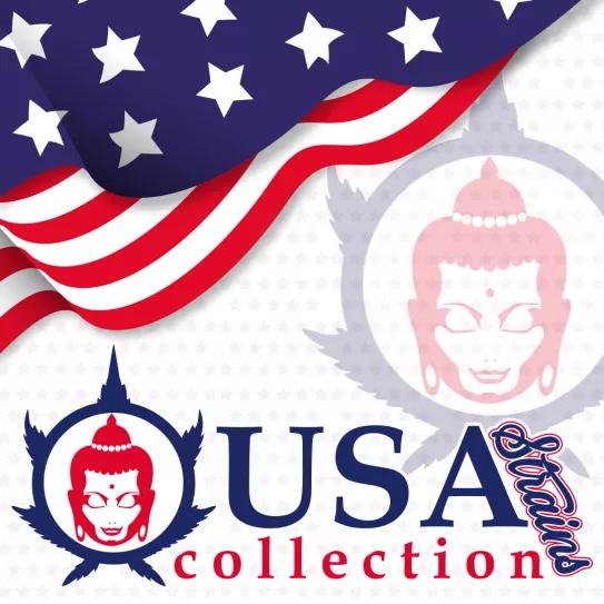 USA COLLECTION STRAINS La nueva colección de genéticas norteamericanas de Buddha Seeds llega para agitar tus sentidos
