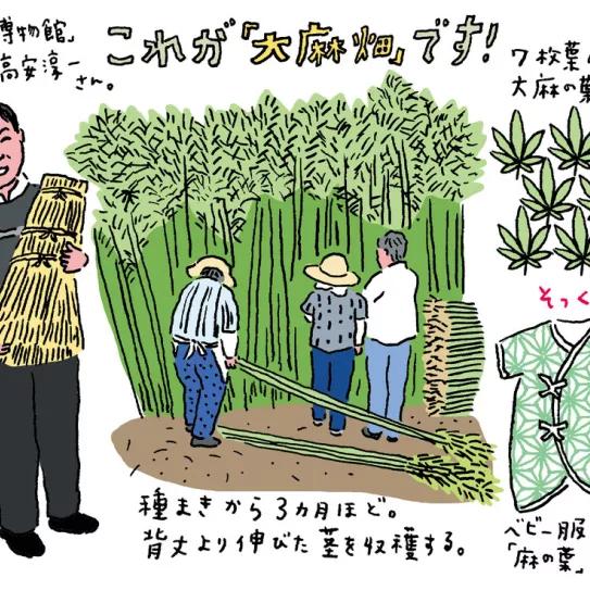 El Ministro de Salud de Japón pide reducir las restricciones para el cultivo de cáñamo industrial 