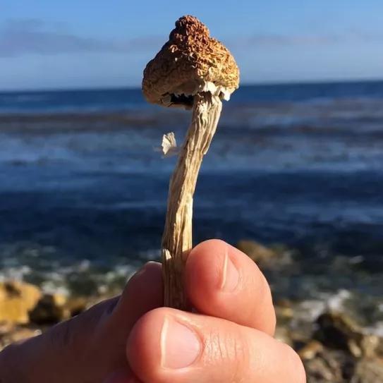 Activistas californianos empiezan a recoger firmas para despenalizar la psilocibina en 2022