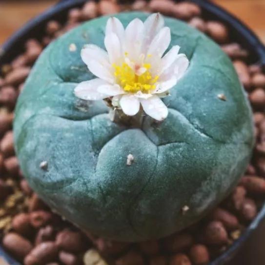 Santa Cruz quita el peyote de la lista de psicodélicos despenalizados