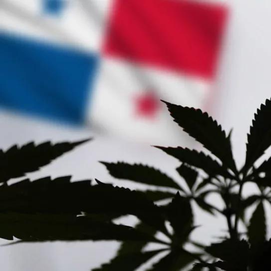 La regulación del cannabis medicinal en Panamá entra hoy en vigor tras recibir la firma del presidente 