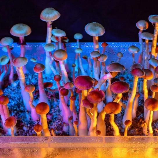 Una tercera ciudad de California despenaliza el uso de psicodélicos 