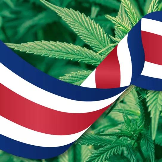 Costa Rica se acerca a la regulación del cannabis medicinal con la aprobación del Congreso