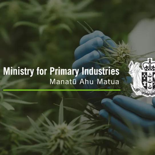 El Gobierno de Nueva Zelanda invierte en investigación para mejorar la producción de cannabis medicinal