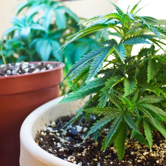 El estado de Nueva York avanza para permitir el autocultivo de cannabis medicinal