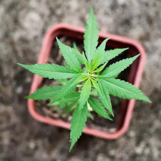 Luxemburgo revela nuevos detalles sobre la legalización del cannabis