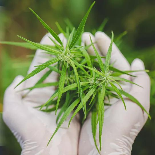 El Constitucional de Costa Rica da luz verde a la ley de cannabis medicinal 