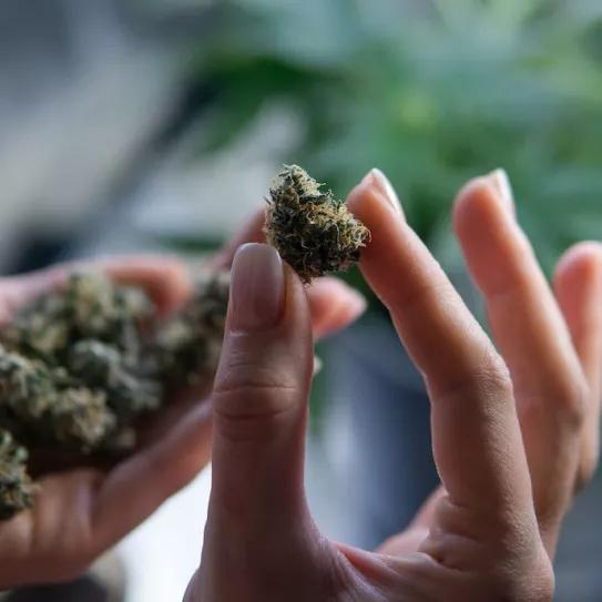 La policía de Mar del Plata (Argentina) no podrá detener a consumidores de drogas por simple posesión