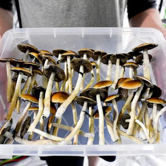 El estado de Washington discutirá una ley para regular el acceso acompañado a la psilocibina