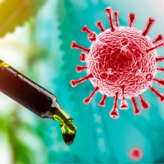 El CBDA y el CBGA resultan útiles para prevenir la infección por covid-19 en un estudio