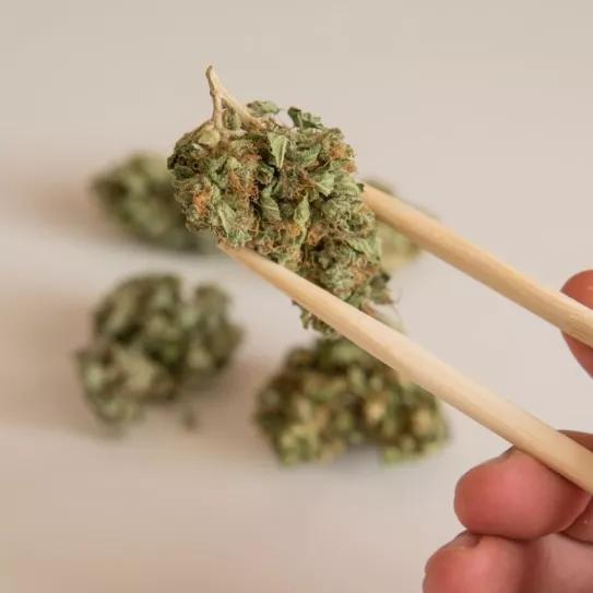 El cannabis fue un alimento básico para la China entre los siglos VII y X según un estudio arqueológico