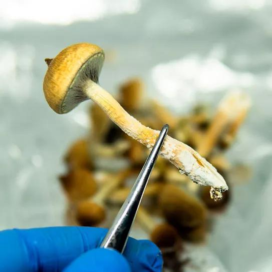 Congresistas republicanos y demócratas solicitan a la DEA que autorice el uso compasivo de psilocibina