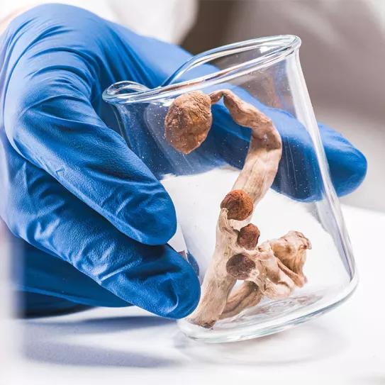 Canadá rechaza nuevas peticiones de acceso a la psilocibina para profesionales de la salud