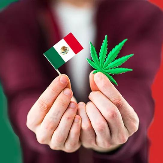 Un senador mexicano propone aplicar una amnistía para los procesados y condenados por cannabis 