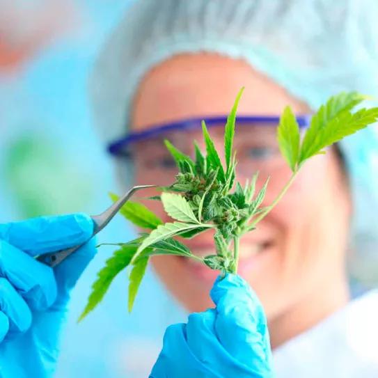 Argentina destina cientos de millones de pesos a la investigación con cannabis