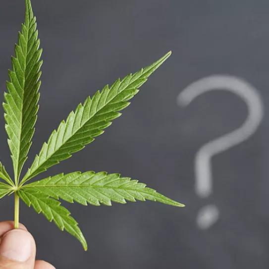 ¿Se escribe cánnabis o cannabis? ¿La cannabis o el cannabis?