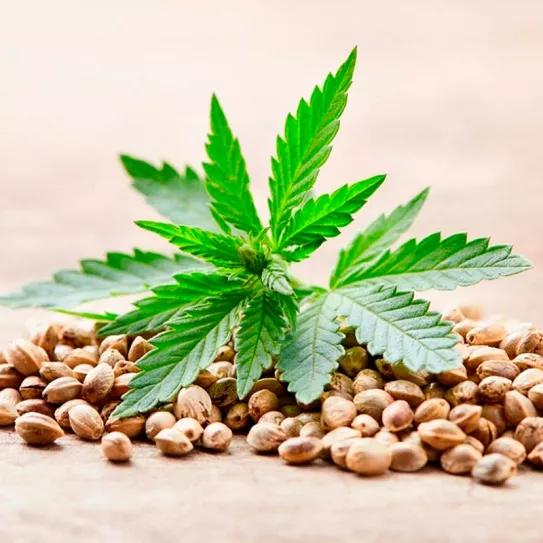 Una guía para ayudar al sector cannábico a lidiar con la legalidad de las semillas 