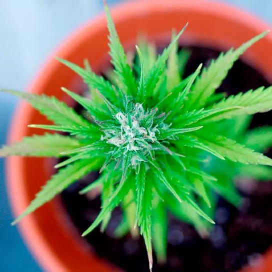 La Corte argentina confirma la legalidad del autocultivo de cannabis medicinal