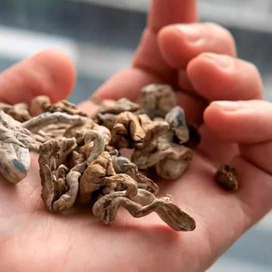 Oregón enfila la recta final de la regulación de la psilocibina 