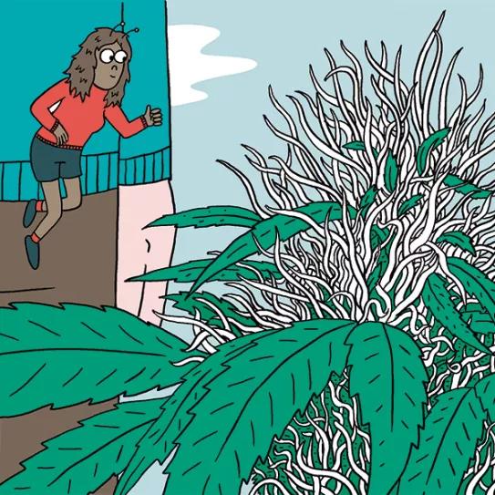 Diez trucos para dominar la floración 
