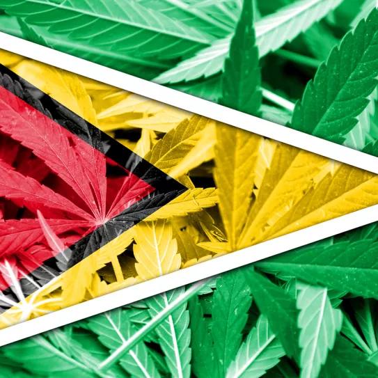 Guyana regula el cáñamo para impulsar la economía