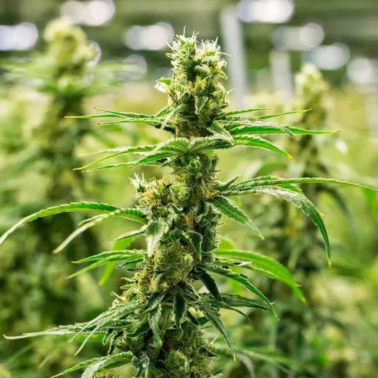 La ley de regulación del cannabis en Colombia supera el segundo debate