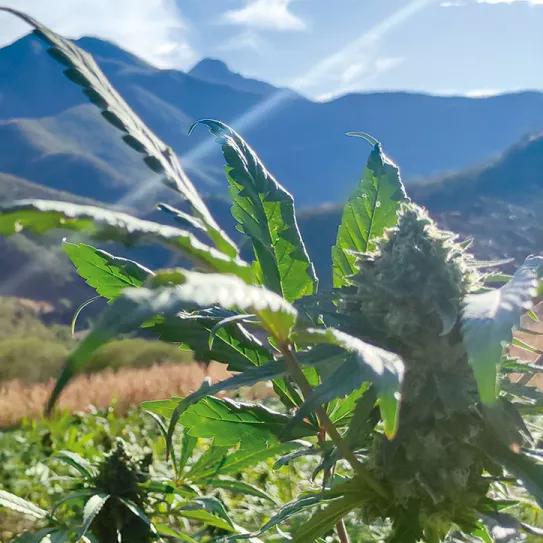 El pueblo de Tetecala: por la libertad del autocultivo en México