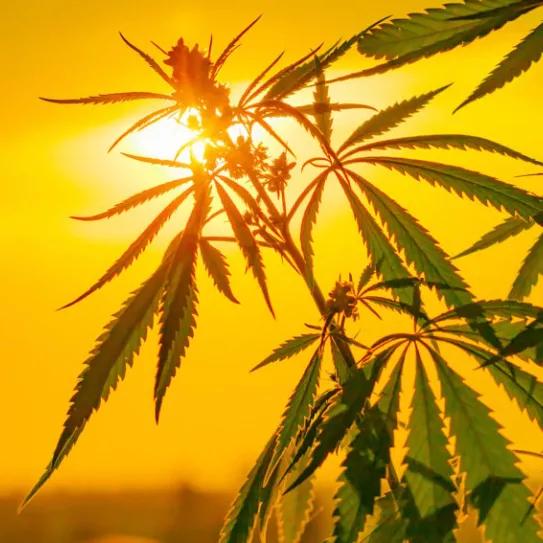El Congreso aprueba la PNL para regular el cannabis no psicoactivo y el sector del CBD