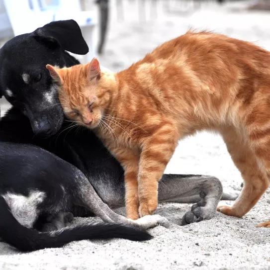 Un gato jugando con un perro