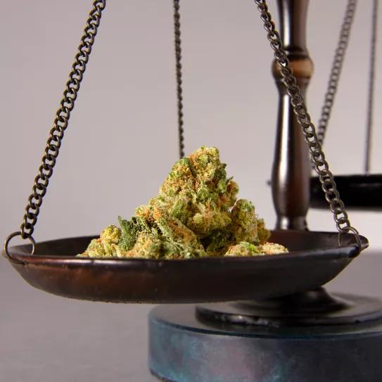 Absuelven al histórico club de cannabis Alacannabis 